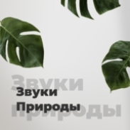 101.ru - Звуки Природы